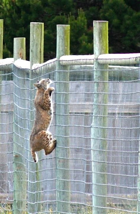 How are gabriel and troy related? Bobcat climbing fence - Mendonoma Sightings
