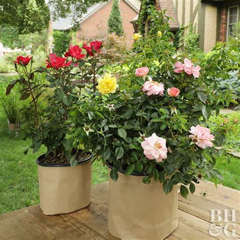 How To Grow Easy Shrub Roses Better Homes And Gardens