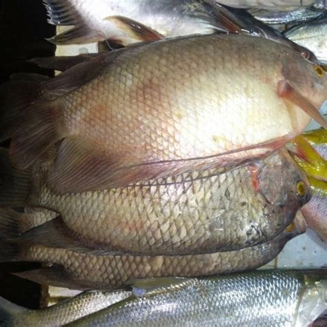 Jual Ikan Gurame Fresh 500 Gram Di Lapak MegaTifah Bukalapak