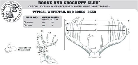 List Of How To Score A Buck Deer References