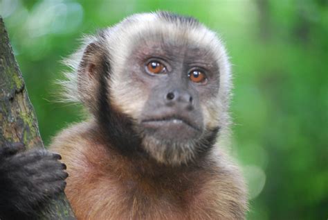 Capuchin Monkey Closeup Monkey Island Isla De Los Monos Flickr