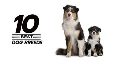 10 Of The Best Dog Breeds To Have And Why