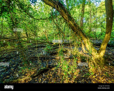 Woodland Known As Moseley Bog Birmingham England Close To The