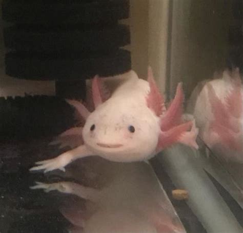 Axolotl Weird Looking Creatures