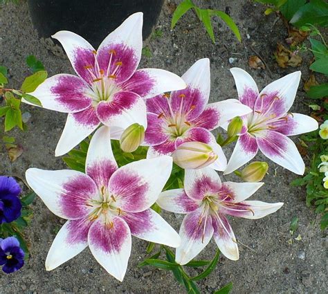 Lilies Plant Care And Collection Of Varieties