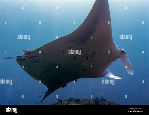 A Giant Oceanic Manta Ray Manta Birostris In The Indian Ocean Stock