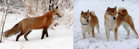 11 Dogs That Look Like A Fox Pethelpful