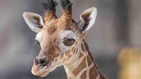 Fort Worth Zoo Welcomes Baby Giraffe Nbc 5 Dallas Fort Worth
