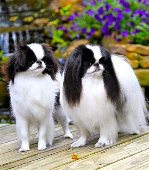 Home Midwood Japanese Chin Japanese Chin Puppies Japanese Dog Breeds