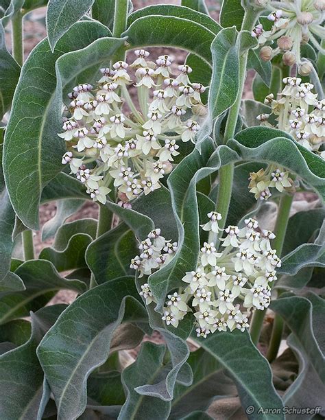 Swamp milkweed is a herbaceous perennial that may grow up to 5 feet tall. Native Milkweed Plants Can Save Monarch Population ...