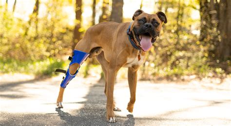 Can A Dog Recover From An Acl Tear Without Surgery Walkin Pets Blog