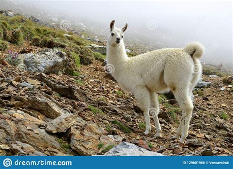 White Llama Lama Glama Stock Photo Image Of Alpaca 129601966