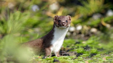 7 Fierce Facts About Weasels Mental Floss