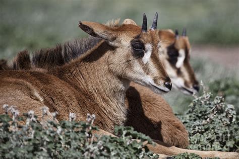 Juvenile Sable Antelope Photograph By Douglas Barnard Pixels