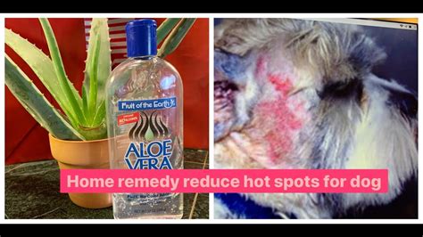 Home Remedy Reduce Hot Spots For Dog 100 Natural Ingredients Youtube