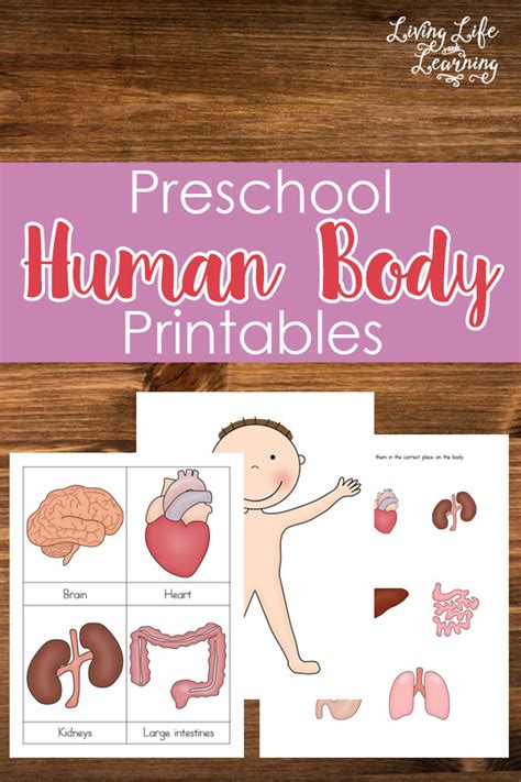 Free Human Body Printables For Preschoolers