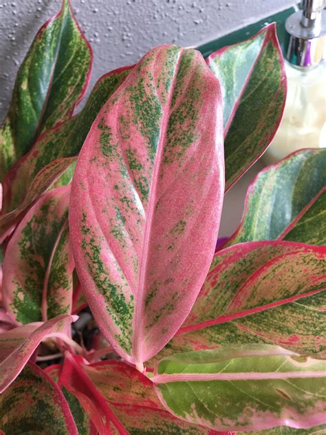 Chinese Evergreen Plant Pink Collection Migs Chinese