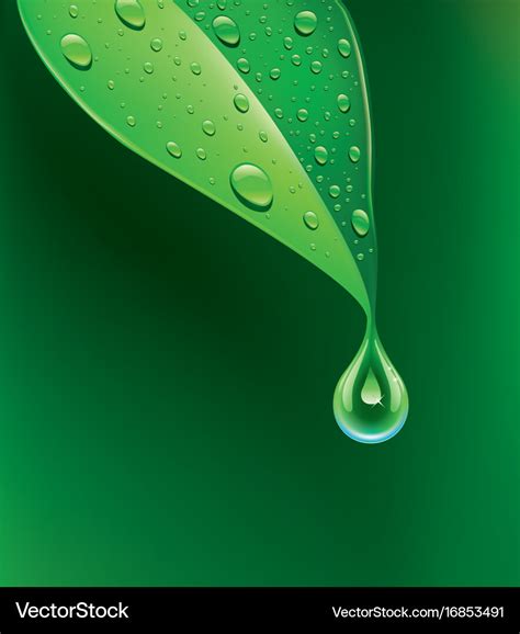 Water Drop On Leaf Vector Photographka