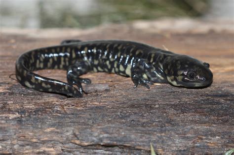 Western Tiger Salamander Ambystoma Mavortium Amphibians And
