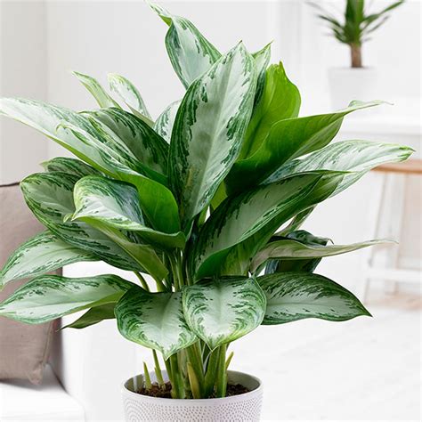 Once you've got grown this sort of stunning ornamental plants, it's important to cater to their needs for them to bloom and thrive. Buy Chinese evergreen Aglaonema 'Jubilee Compacta (PBR ...