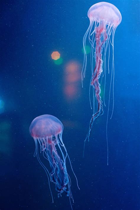 Sarlacc Jellyfish Jelly Fish Pinterest Jellyfish And
