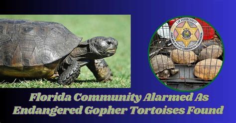 Florida Community Alarmed As Endangered Gopher Tortoises Found Locked