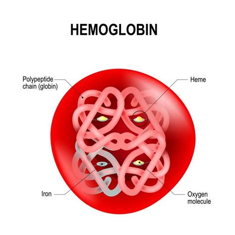 Hemoglobin Anatomy