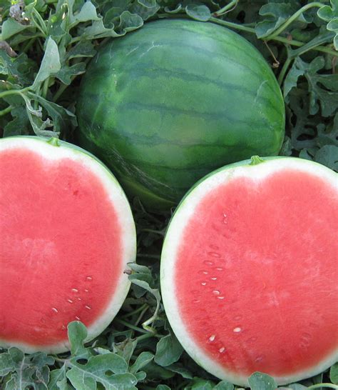 Organic Local Seedless Watermelon Florida Fields To Forks