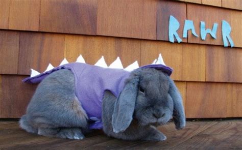 8 Pets Dressed As Dinosaurs Halloween Halloween Memes
