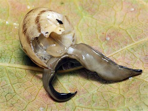 Save The Escargot Snail Devouring Predator Rears Its Head In France