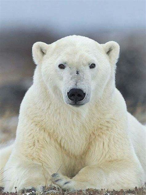 Ijsbeer Bear Pictures Polar Animals Beautiful