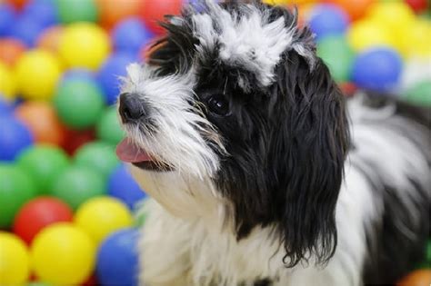 Hawaii is a breathtaking locale full of lush greens, beautiful beaches and pristine water. Extraordinary Dog Names Starting With Letter "V". Both ...