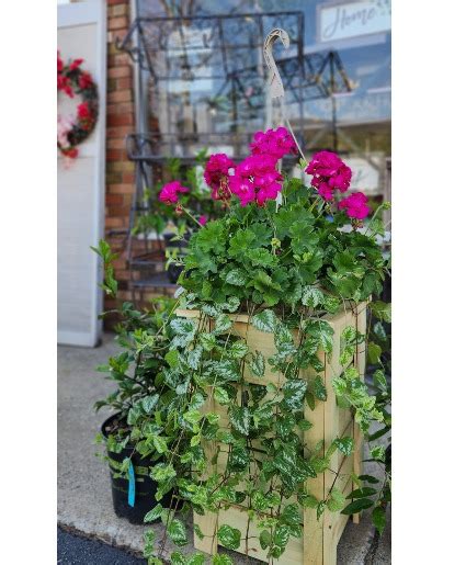 Ivy Geraniums Hanging Baskets