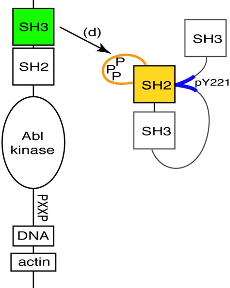 Structure Of A Regulatory Complex Involving The Abl Sh3 Domain The Crk