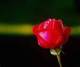 Small Rose Flower Pictures