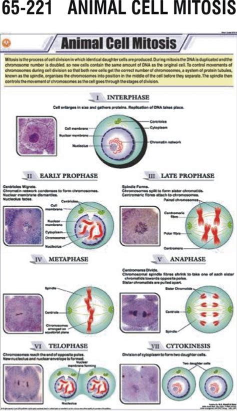 Animal Cell Mitosis Hospital Equipment Manufacturing Company