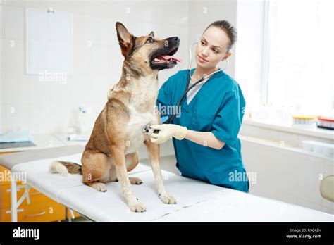 Veterinarian Examining German Shepherd Dog Hi Res Stock Photography And