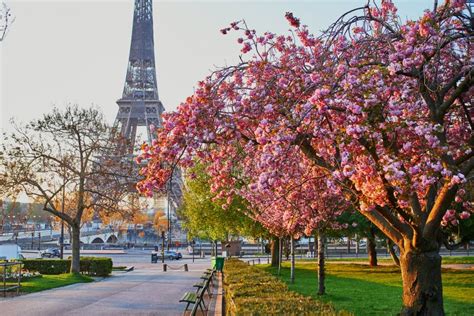 Scenic View Of The Eiffel Tower With Cherry Blossom Trees In Bloom In