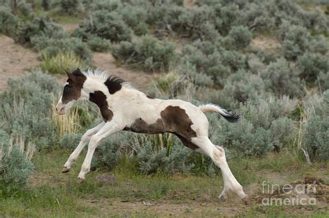 Gitty Up Photograph By Out West Originals Fine Art America