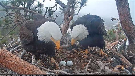 jackie and shadow big bear s bald eagles welcome 5th egg after losing first 3 of season
