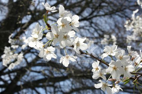 Cherry Blossoms Stock Photos