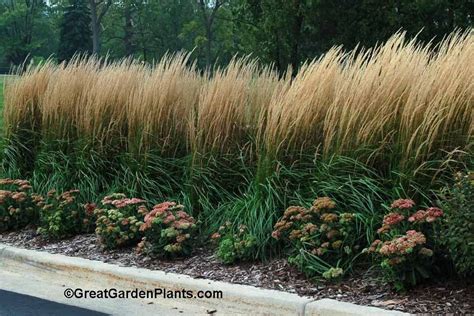 What A Stunning Screen This Ornamental Grass Makes Feather Reed