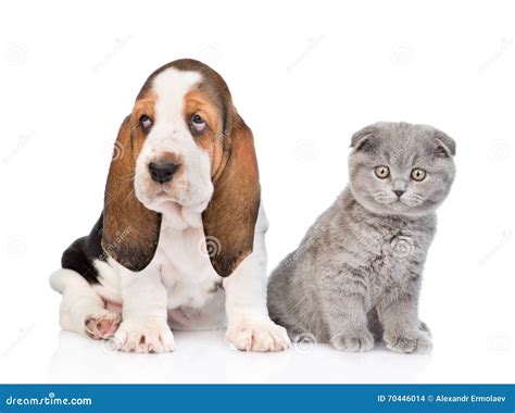 Scottish Kitten Sitting With Basset Hound Puppy Isolated On White