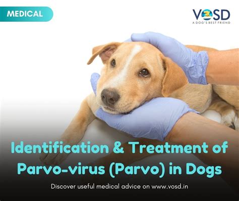 Parvovirus Symptoms And Treatment In Dogs Vosd