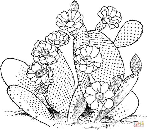 Cactus Line Drawing At Getdrawings Free Download