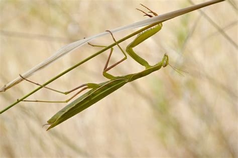 Have You Ever Encountered Praying Mantises During Your Travels Read