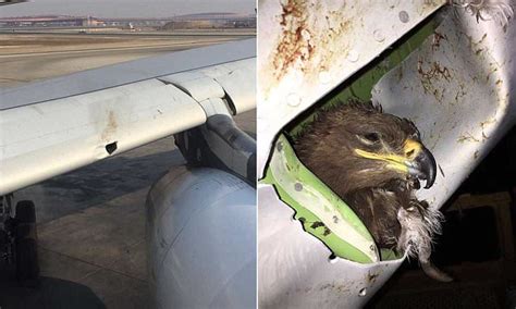 Shocking Photos Reveal Damage To Airbus Caused By A Bird Strike Daily