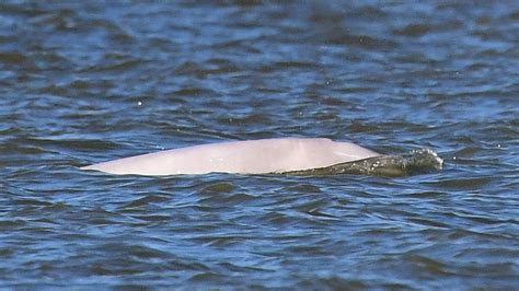 Beluga Whale Seen Again In Thames In ‘astonishingly Rare Event Bt
