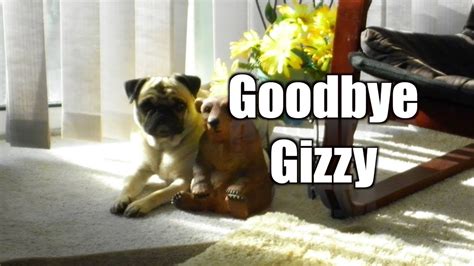Goodbye Gizzy Year Four Begins On A Sad Note Youtube