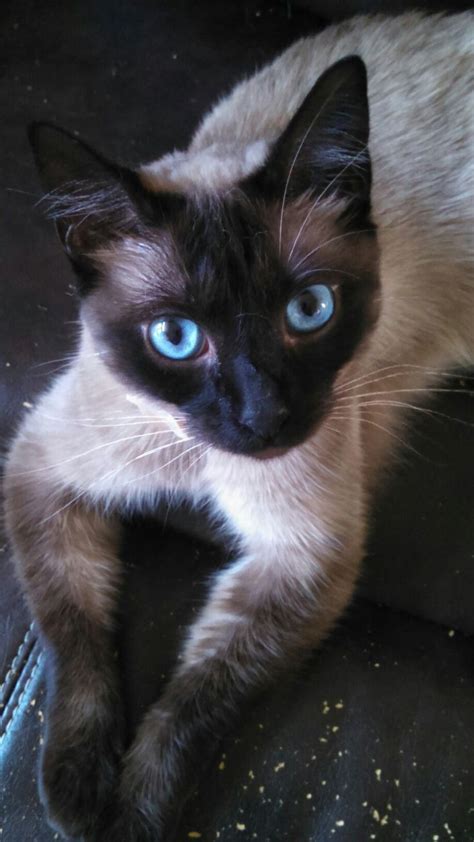 √ 14 Most Amazingly Beautiful Cat Breeds In The World Pretty Cats
